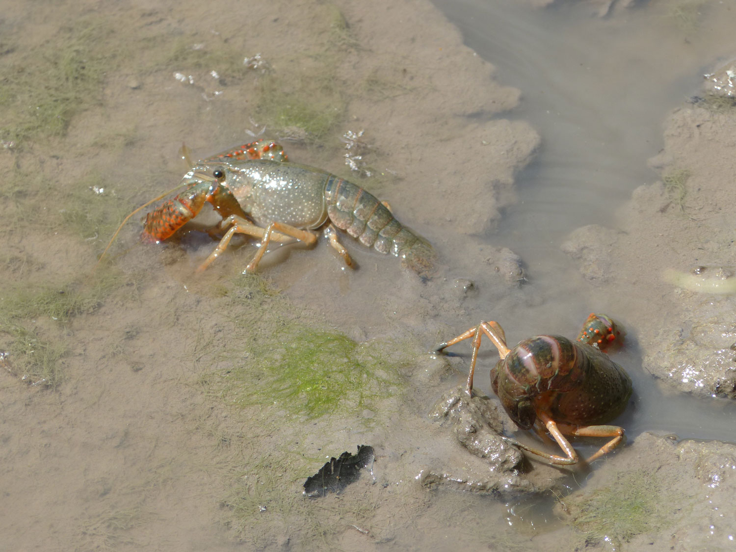 in-the-water-the-loire-anjou-touraine-natural-park