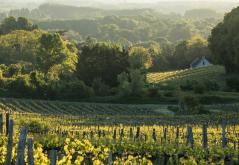 Vignoble de Dampierre©N. Van Ingen_propriété du Parc naturel régional utilisation interdite