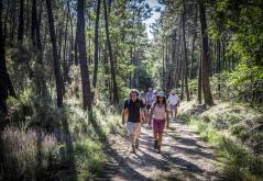 En forêt ©Jérôme Paressant