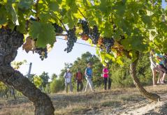 Marcheurs dans les vignes©D.Darrault