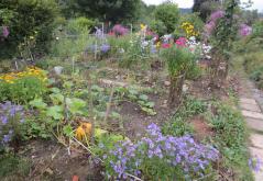 Jardin potager