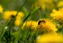 Abeille tournesol