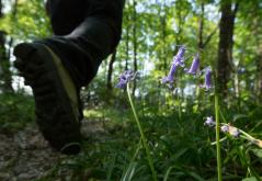 ©N. Van Ingen_propriété du Parc naturel régional utilisation interdite