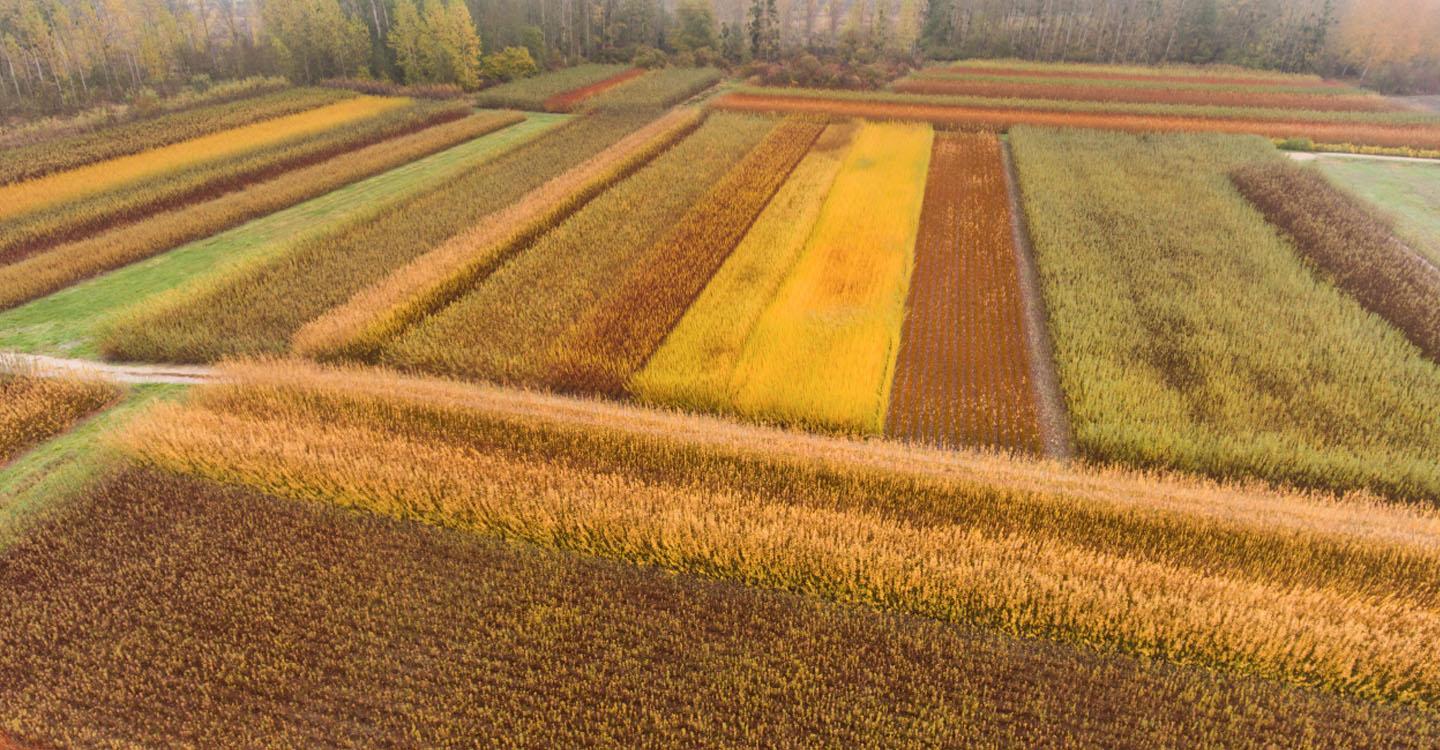 champ multicolore de plantation d'osier©N. Van Ingen_propriété du Parc naturel régional utilisation interdite