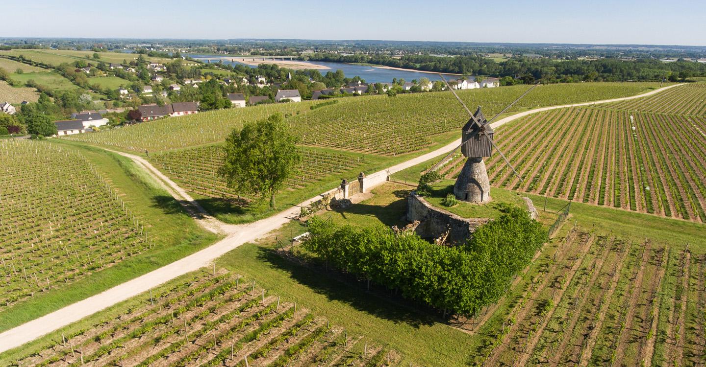 vue sur le moulin à Montsoreau entouré de vignes, au loin on aperçoit des habitations et la Loire