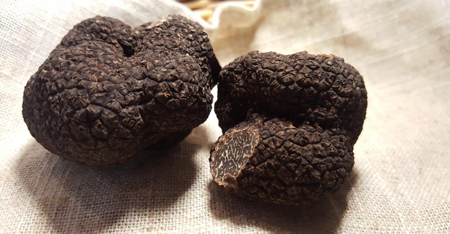 Truffes©PNRLAT