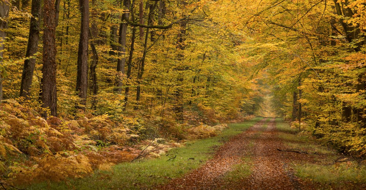 Forêt du Parc naturel régional Loire-Anjou-Touraine©N. Van Ingen_propriété du Parc naturel régional utilisation interdite