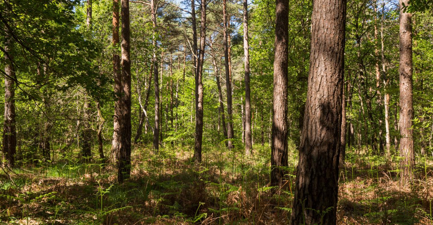 bois©Nicolas Van Ingen 