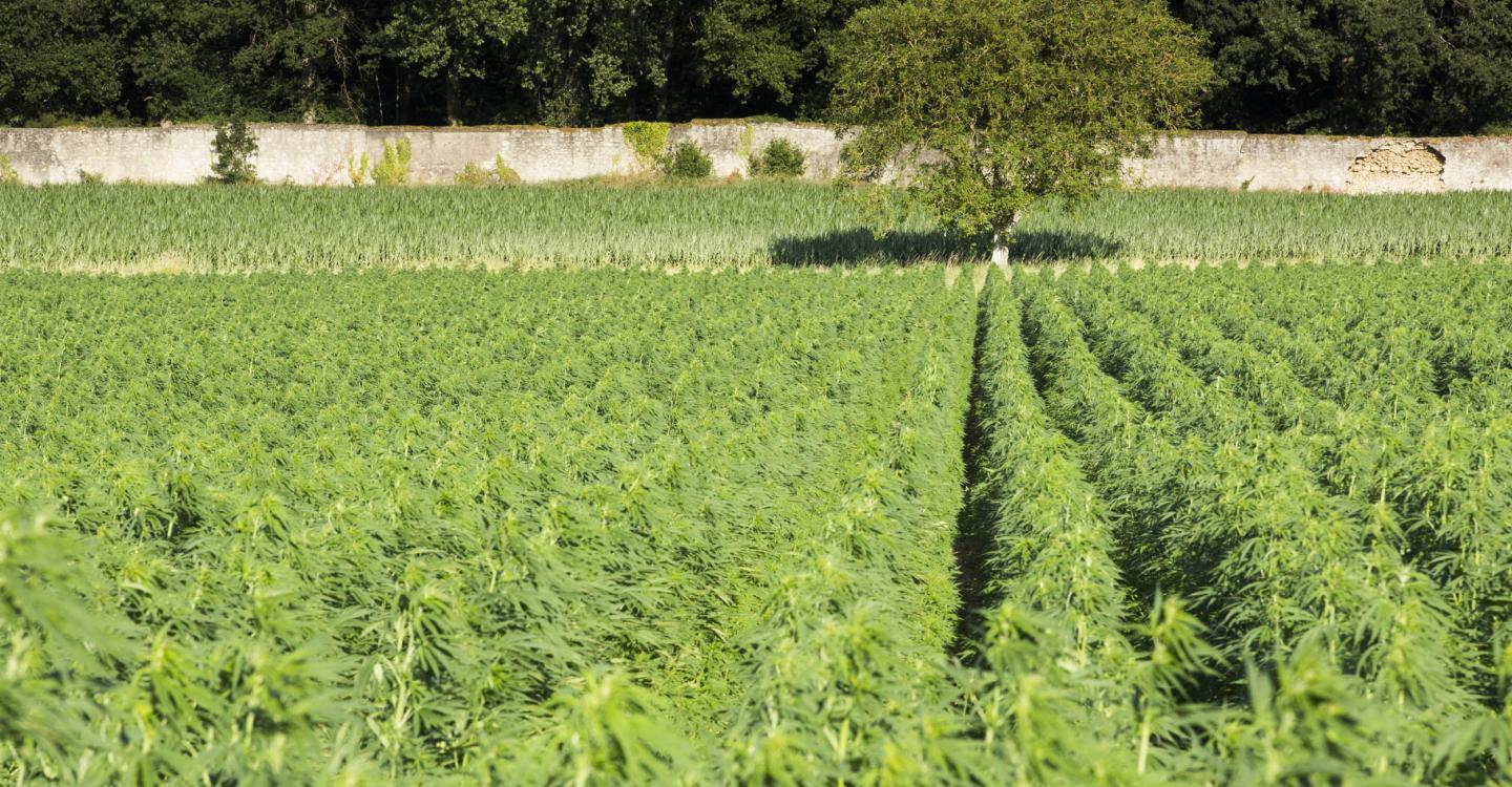 Champ de chanvre en Loire-Authion ©N. Van Ingen_propriété du Parc naturel régional utilisation interdite