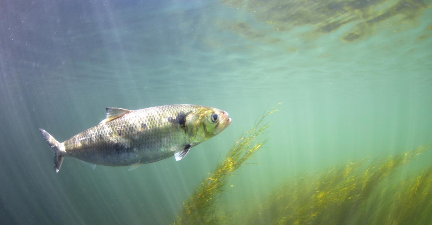 Alose©Yannick Gouguenheim - Images et rivière