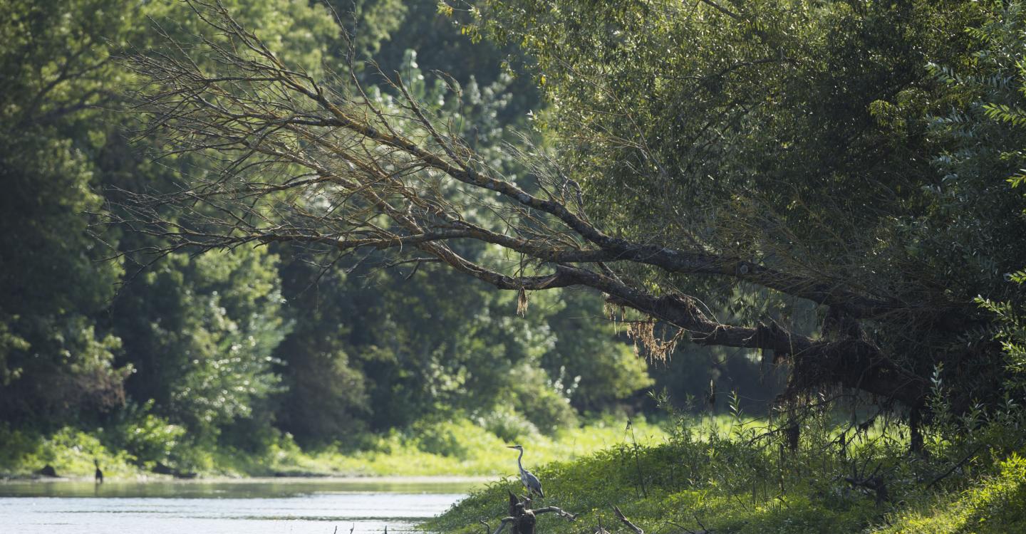 Héron sur le Thouet©N. Van Ingen_propriété du Parc naturel régional utilisation interdite