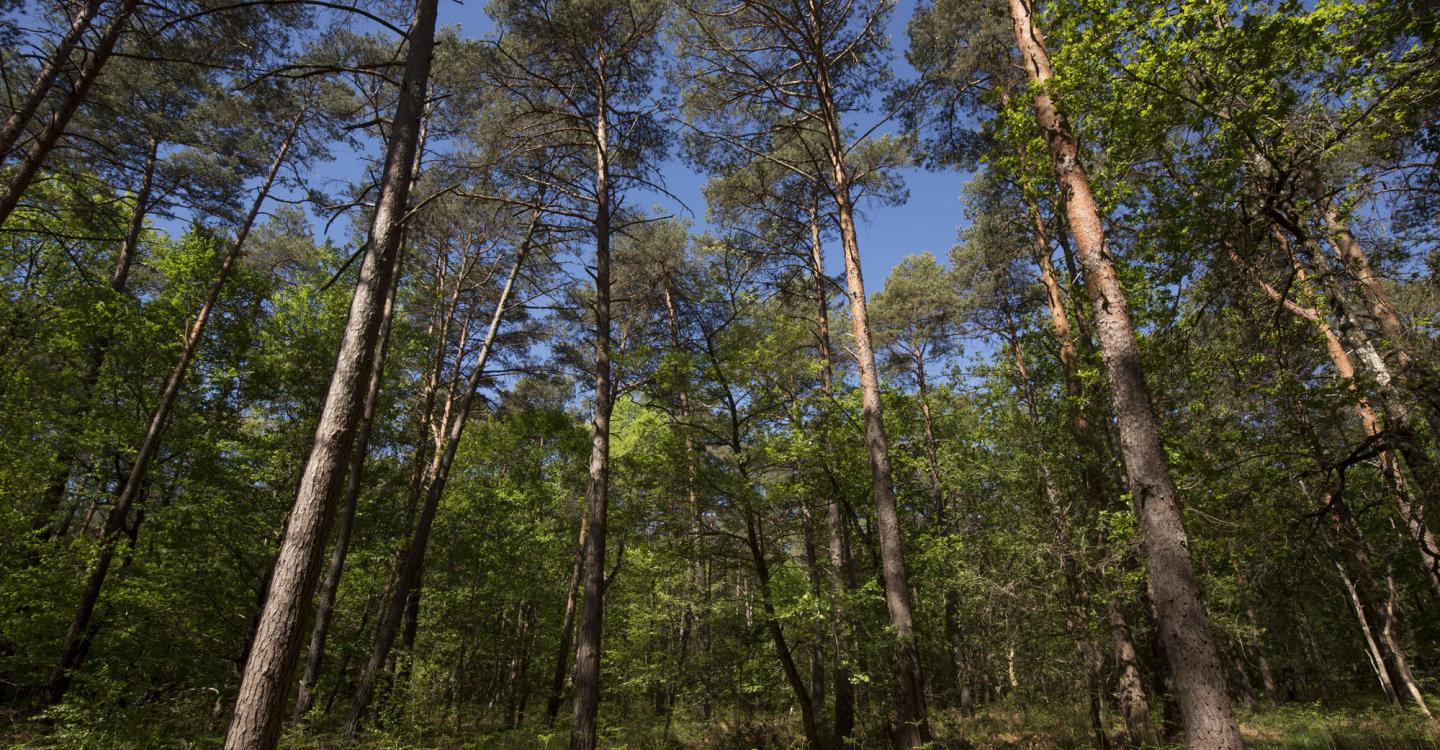 Forêt de pins©Nicolas Van Ingen