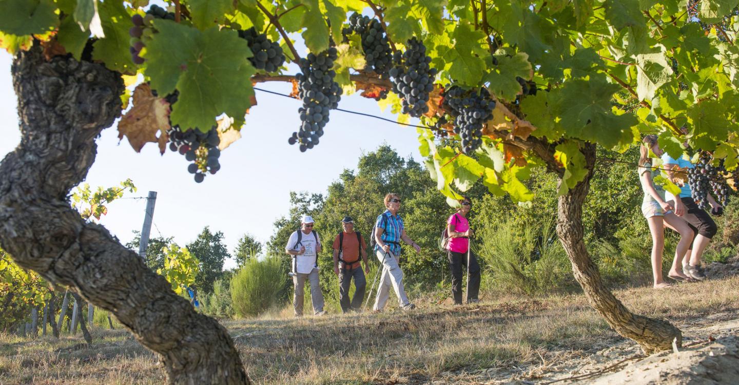 Marcheurs dans les vignes©D.Darrault