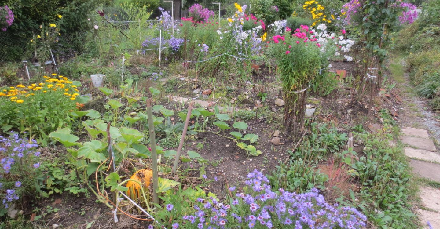 Jardin potager