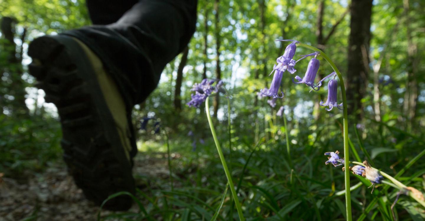 ©N. Van Ingen_propriété du Parc naturel régional utilisation interdite