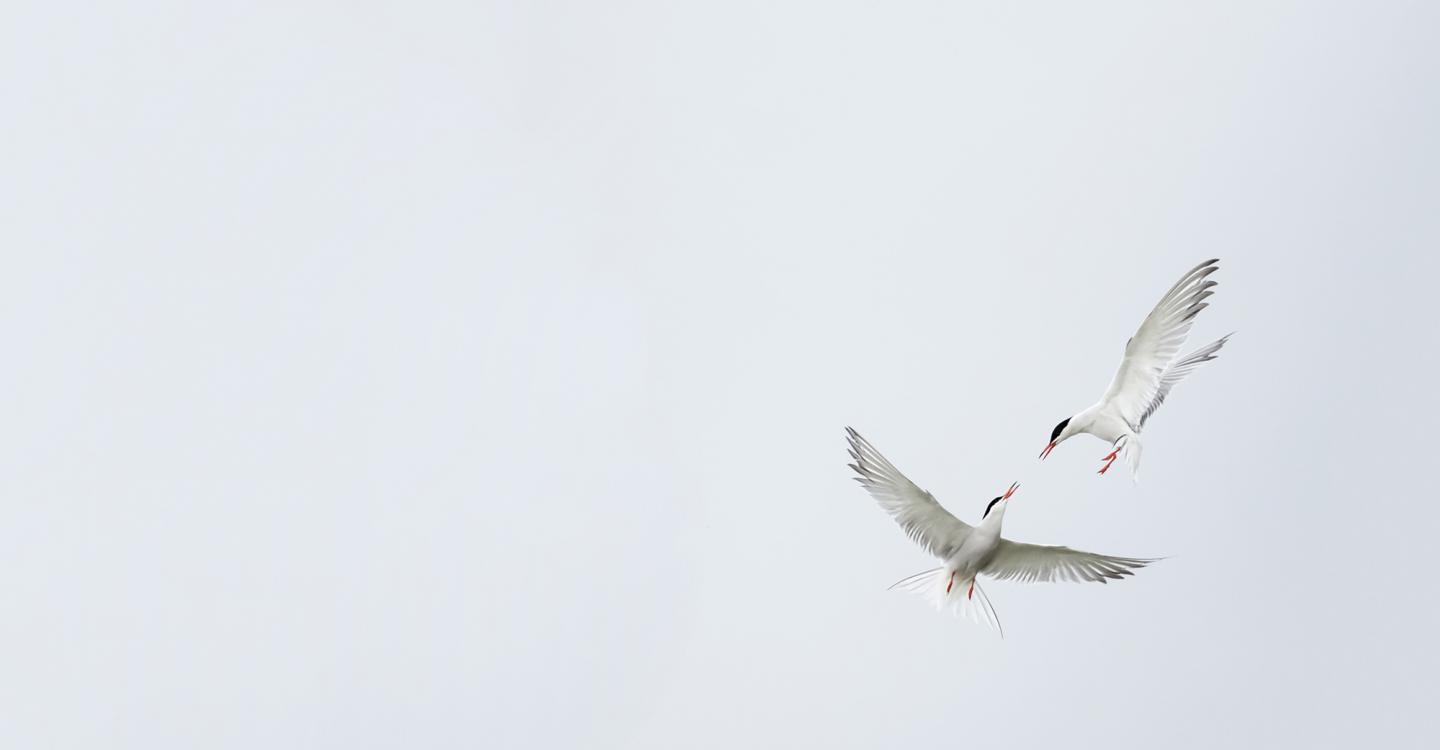 Sternes©LMP_ usage uniquement expo Loire Nature