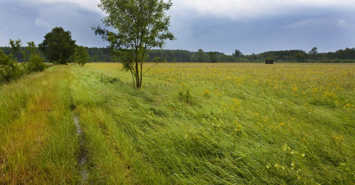 Bocage du Véron©D. Greyo