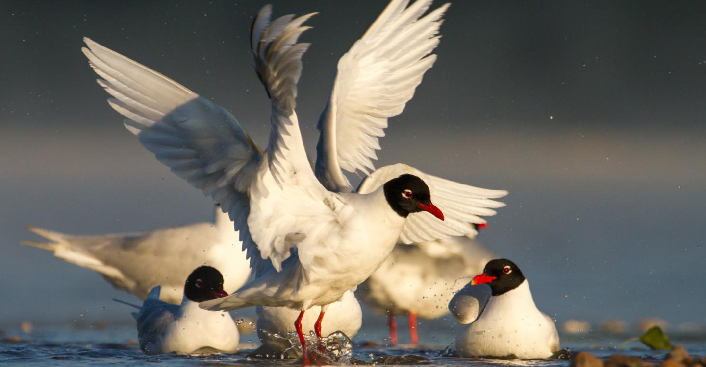 mouettes-melanocephales©olivier-simon OK PNR.jpg