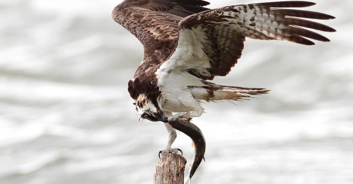 Balbuzard pêcheur en bord de Loire©Joel Soleau/LPO Anjou