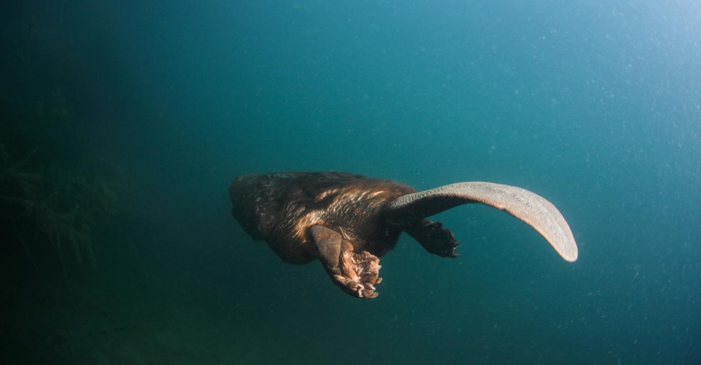 Castor d'Europe©Rémi Masson