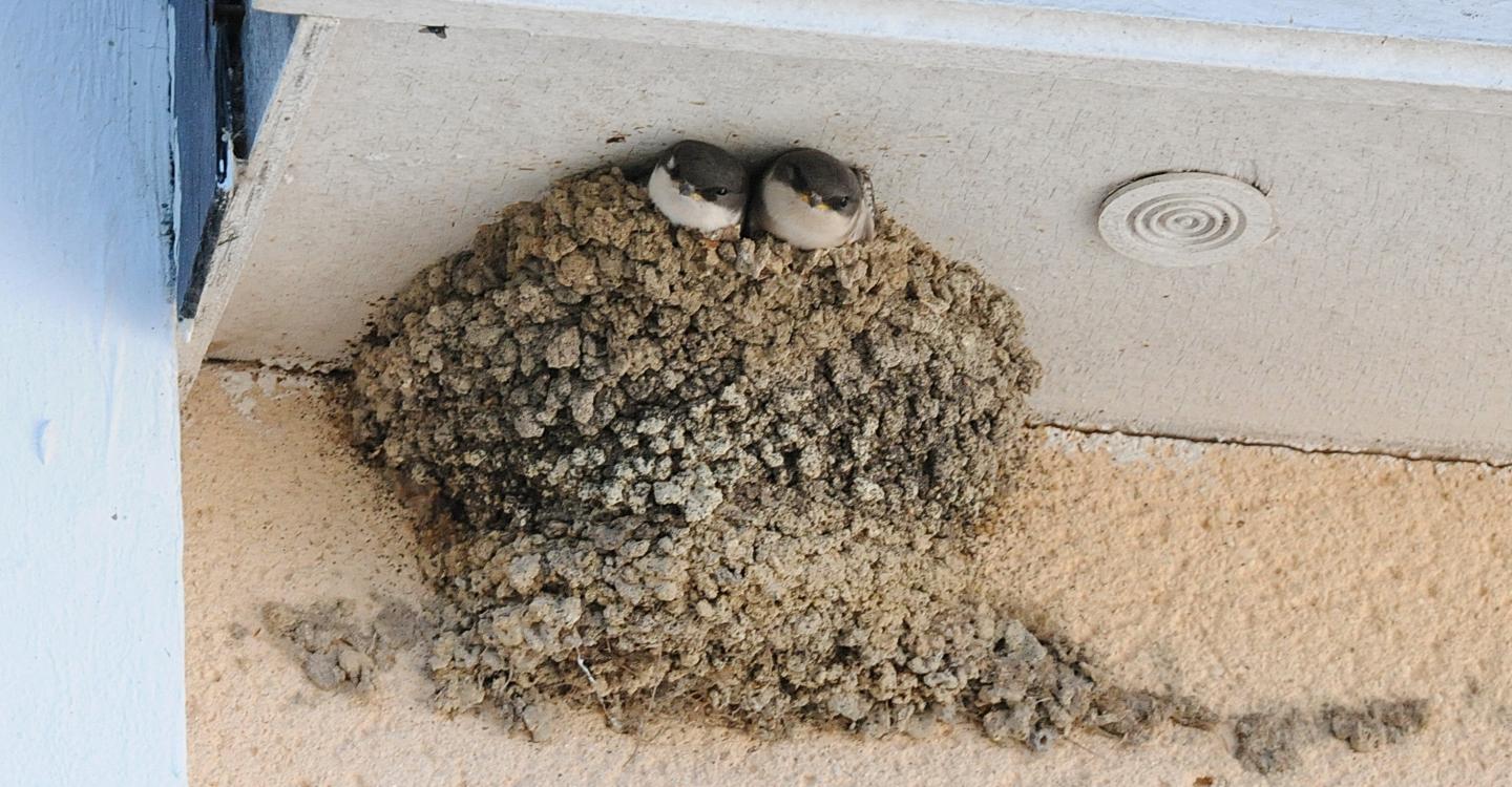 Hirondelle de fenetre au nid©Michel-Halin/LPO 37