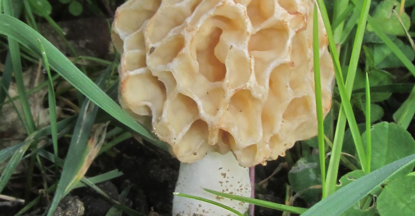 Champignon - Morille