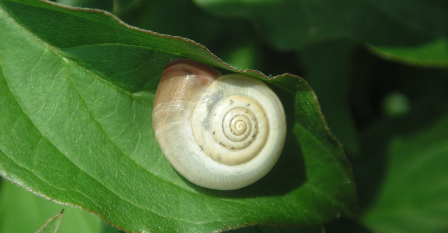 Escargot Monacha cartusiana