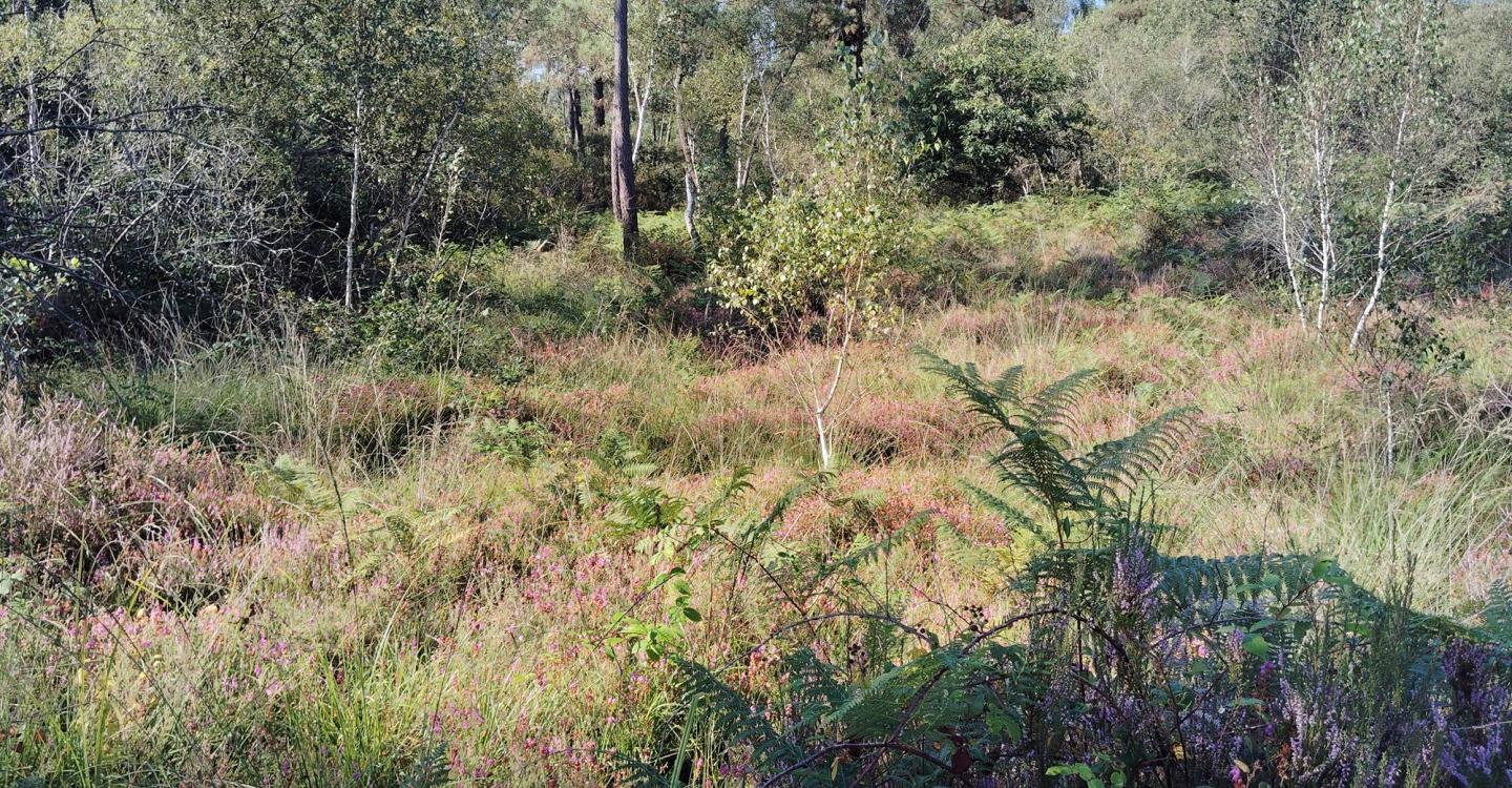Tourbière des Loges_lande et boisement©Ouest Am'/PNRLAT