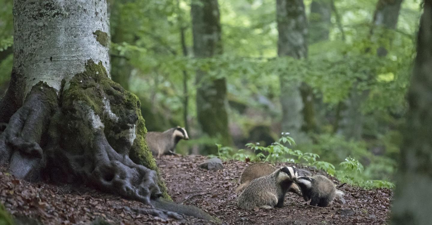Blaireau©Louis-Marie Préau-droits expo uniquement