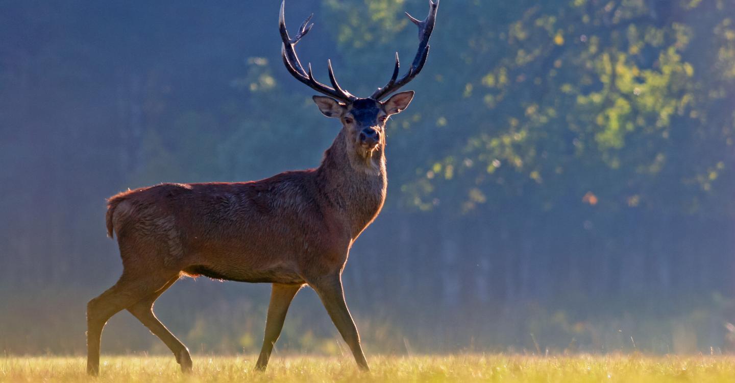 ©Olivier Simon_PNRLAT ok seulement