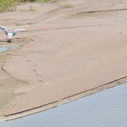 Banc de sable sur la Loire©PNR LAT / Michel Mattei