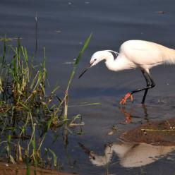 Aigrette©PNR LAT / Michel Mattei