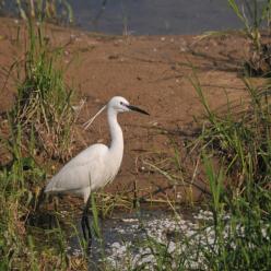 Aigrette©PNR LAT / Michel Mattei