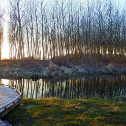 Marais de Baffou à Brézé