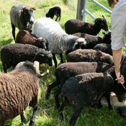 Moutons à l'écomusée