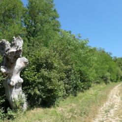 Trogne sur le sentier