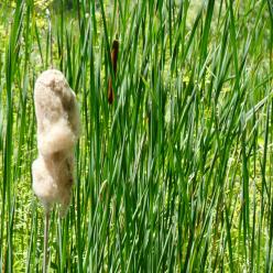 Typha