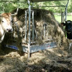 Vaches à l'écomusée