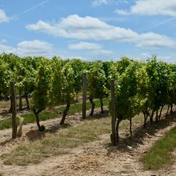 Vignoble du Puy-Notre-Dame