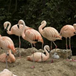 Flamants roses©L. Perrot