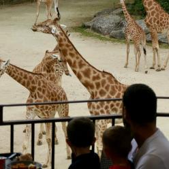 Camp des girafes depuis le restaurant