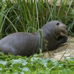 Loutre géante©L. Perrot