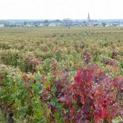Vignoble de Saint-Nicolas-de-Bourgueil