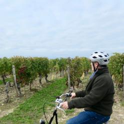 Vignoble de Saint-Nicolas-de-Bourgueil