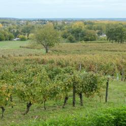 Vignoble de Saint-Nicolas-de-Bourgueil