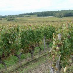 Vignoble de Saint-Nicolas-de-Bourgueil