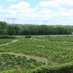 Vue sur les vignes