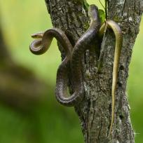 Couleuvre d'esculape