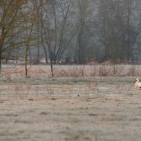 Cigogne blanche