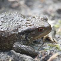 Crapaud épineux